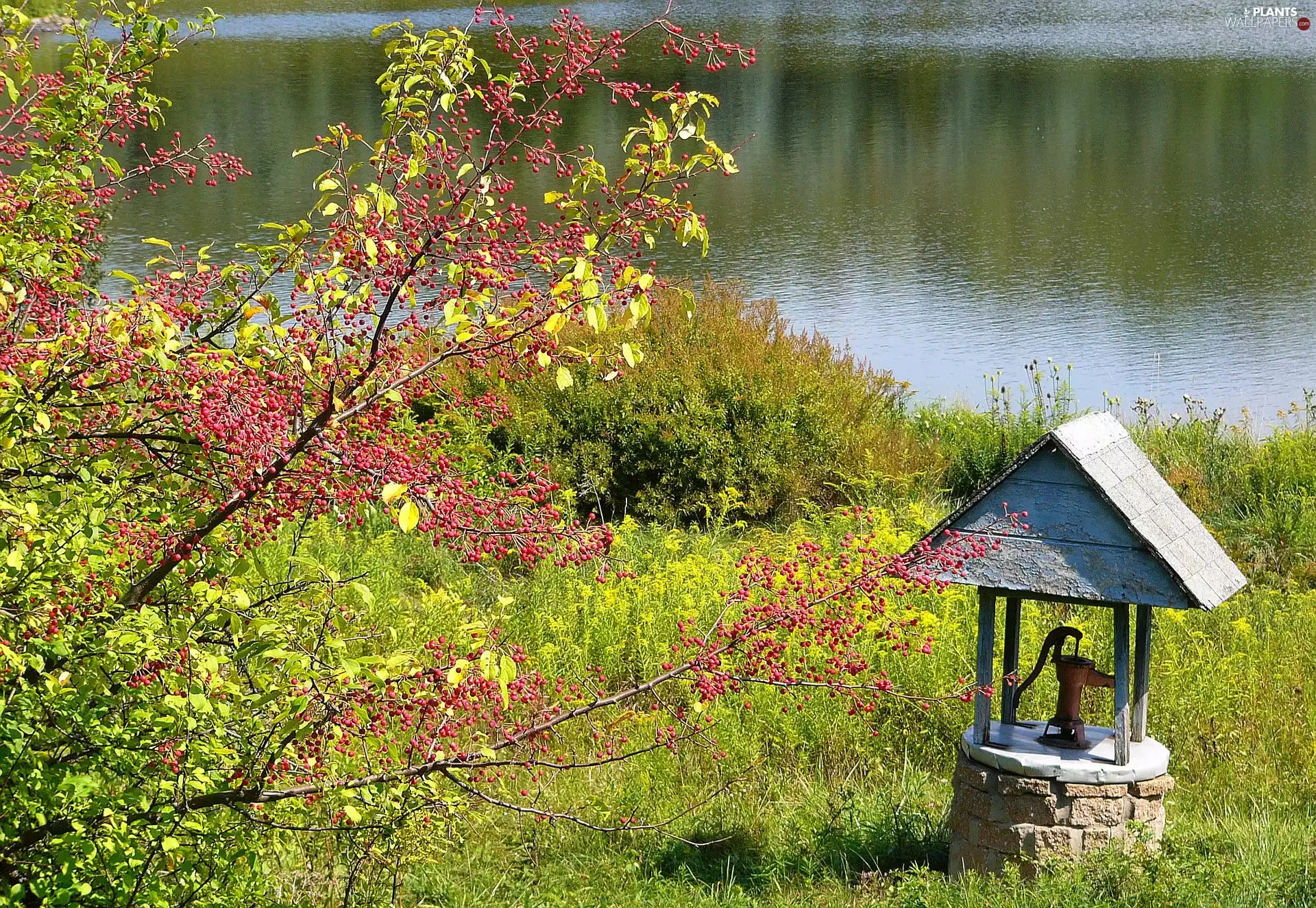 trees, well, lake, viewes