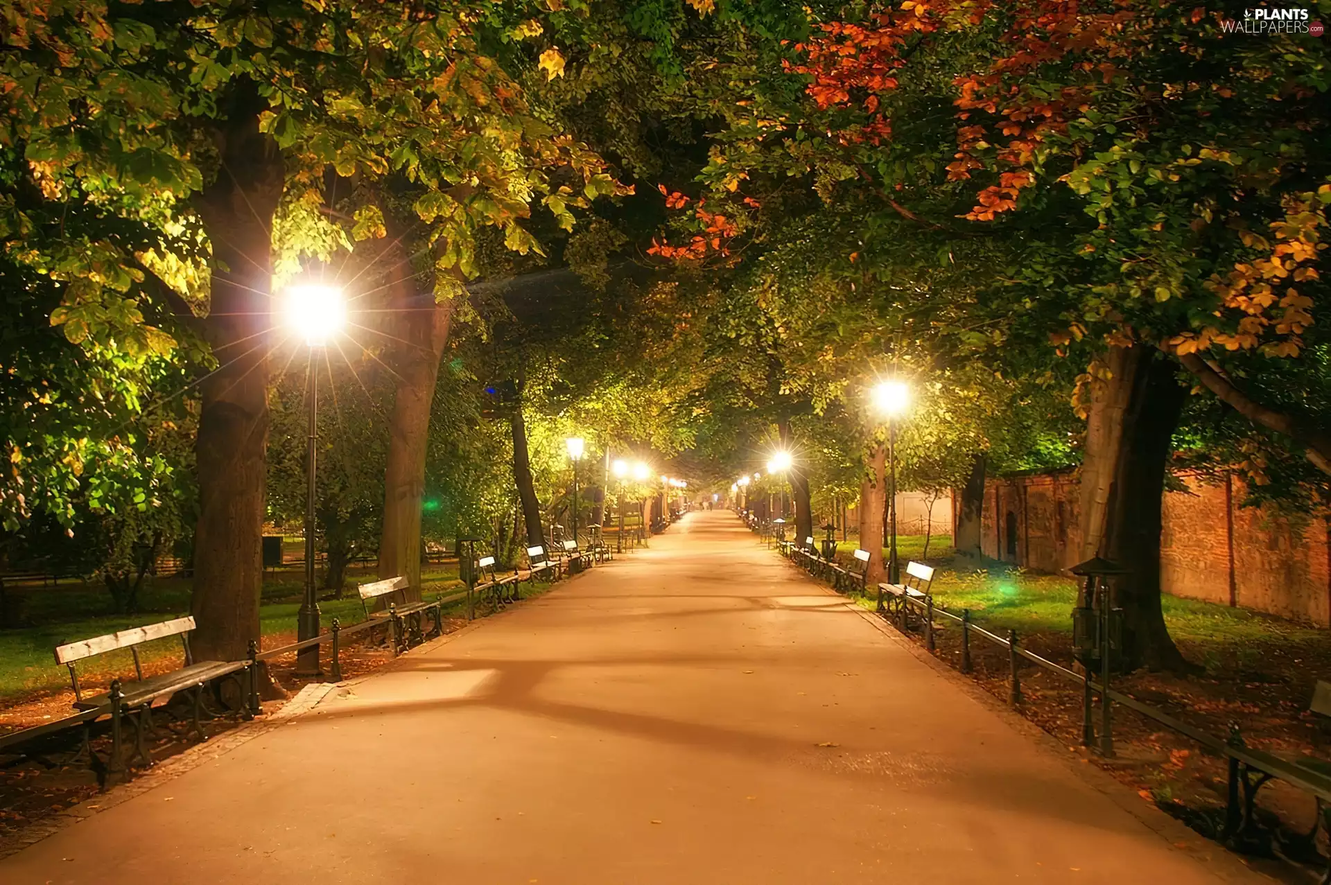 trees, bench, Lamps, viewes