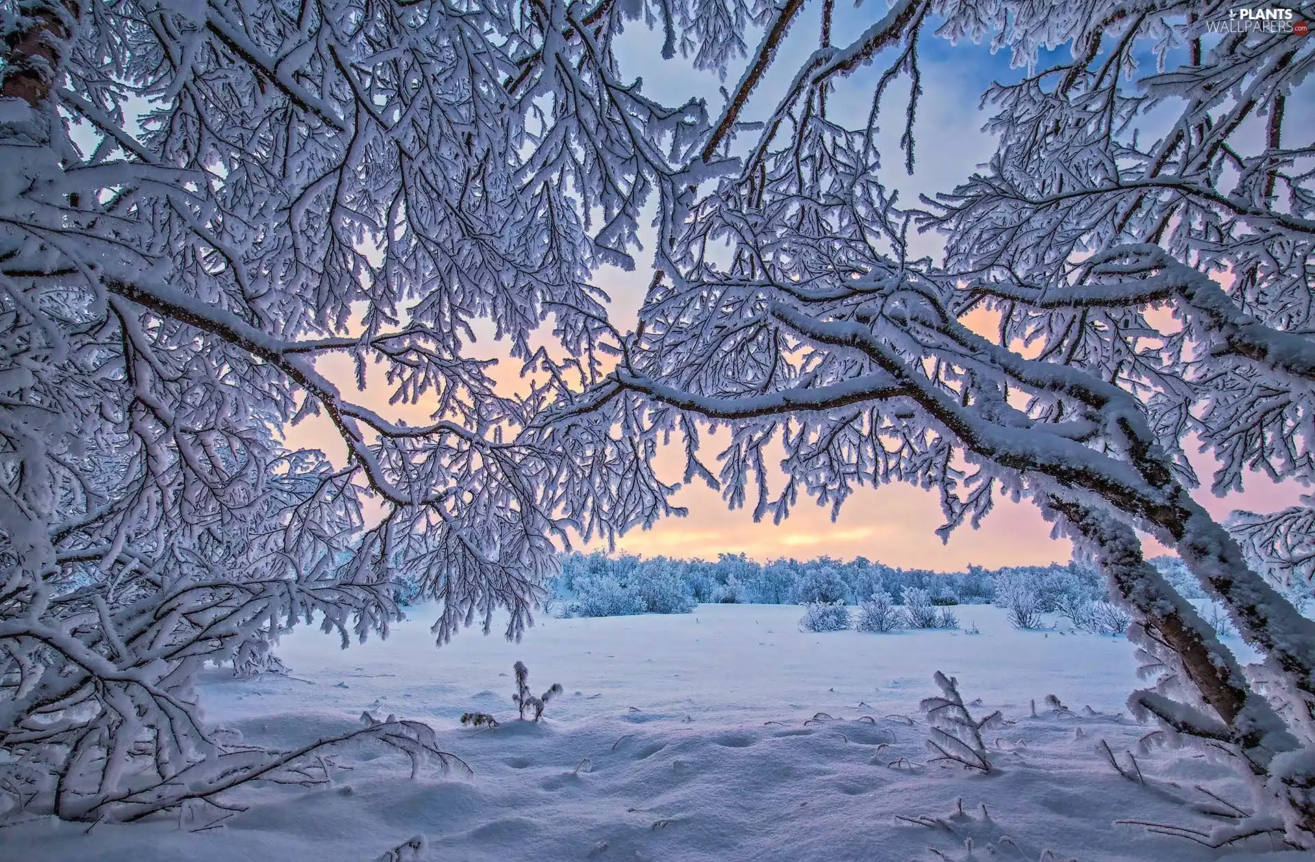 winter, Lapland, trees, Inari Lake, Finland, Snowy, viewes