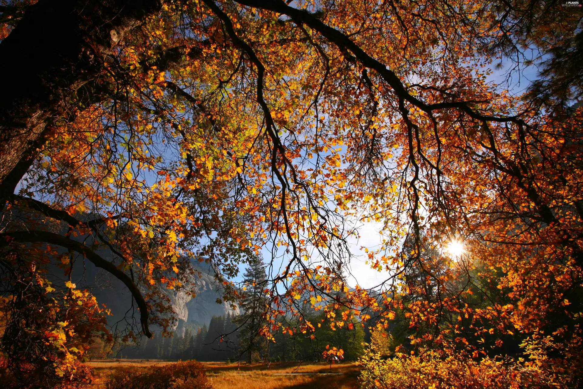 trees, autumn, Leaf, viewes