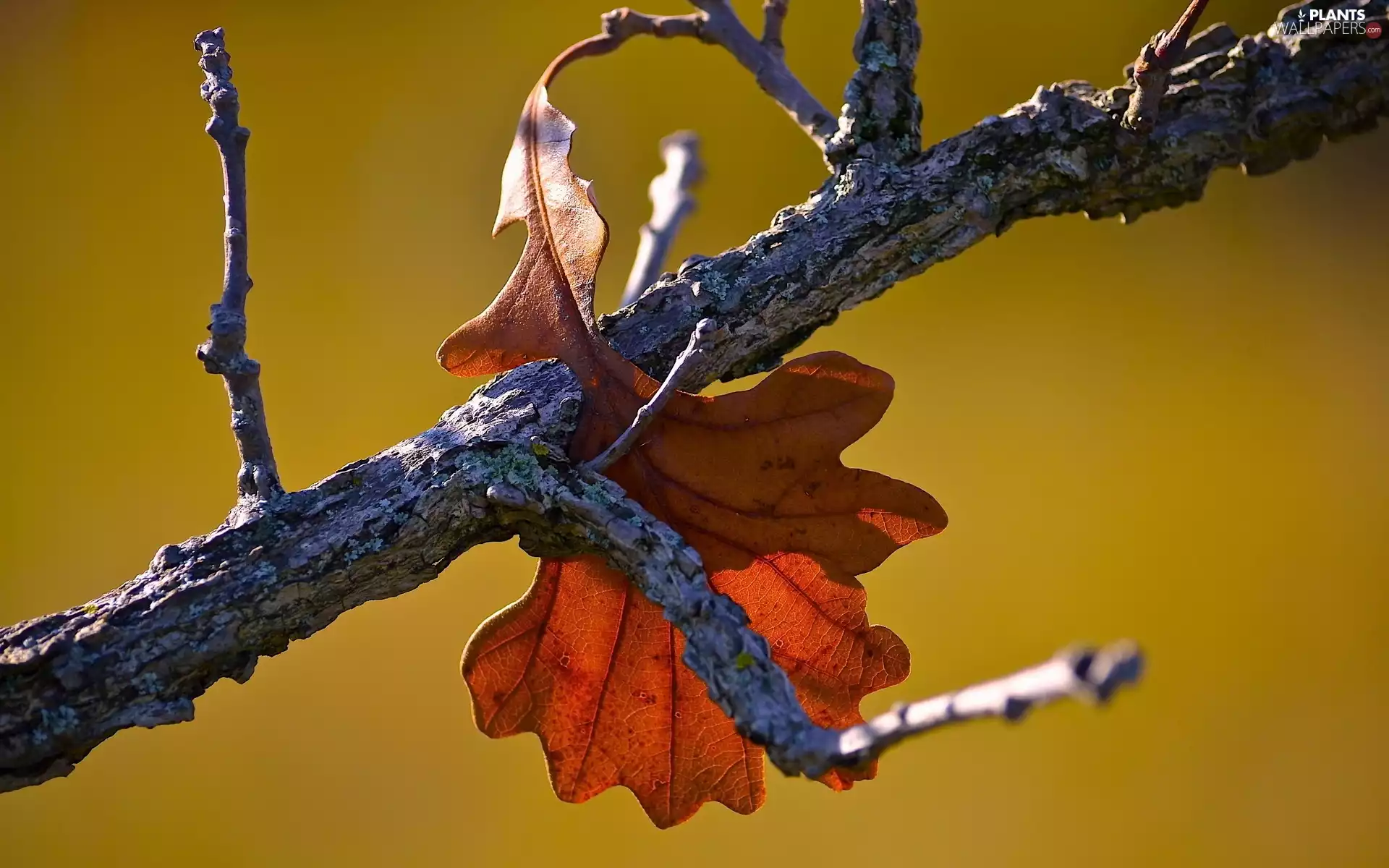 trees, Autumn, leaf, viewes