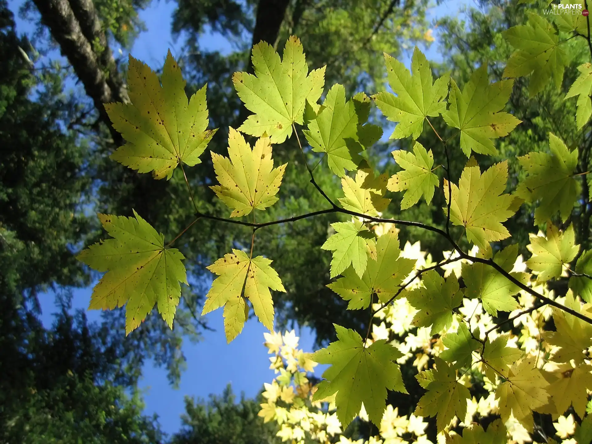 viewes, Leaf, trees