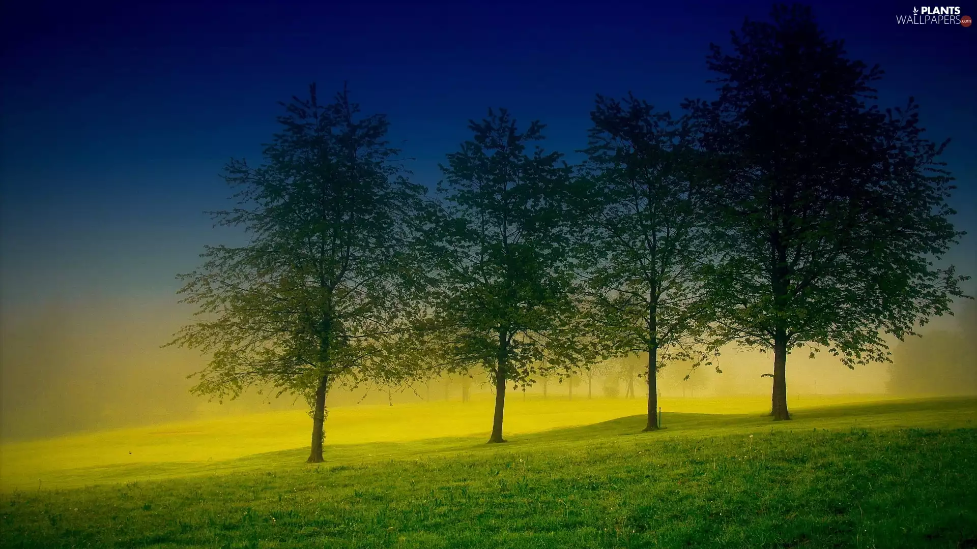 trees, Meadow, lighting, viewes