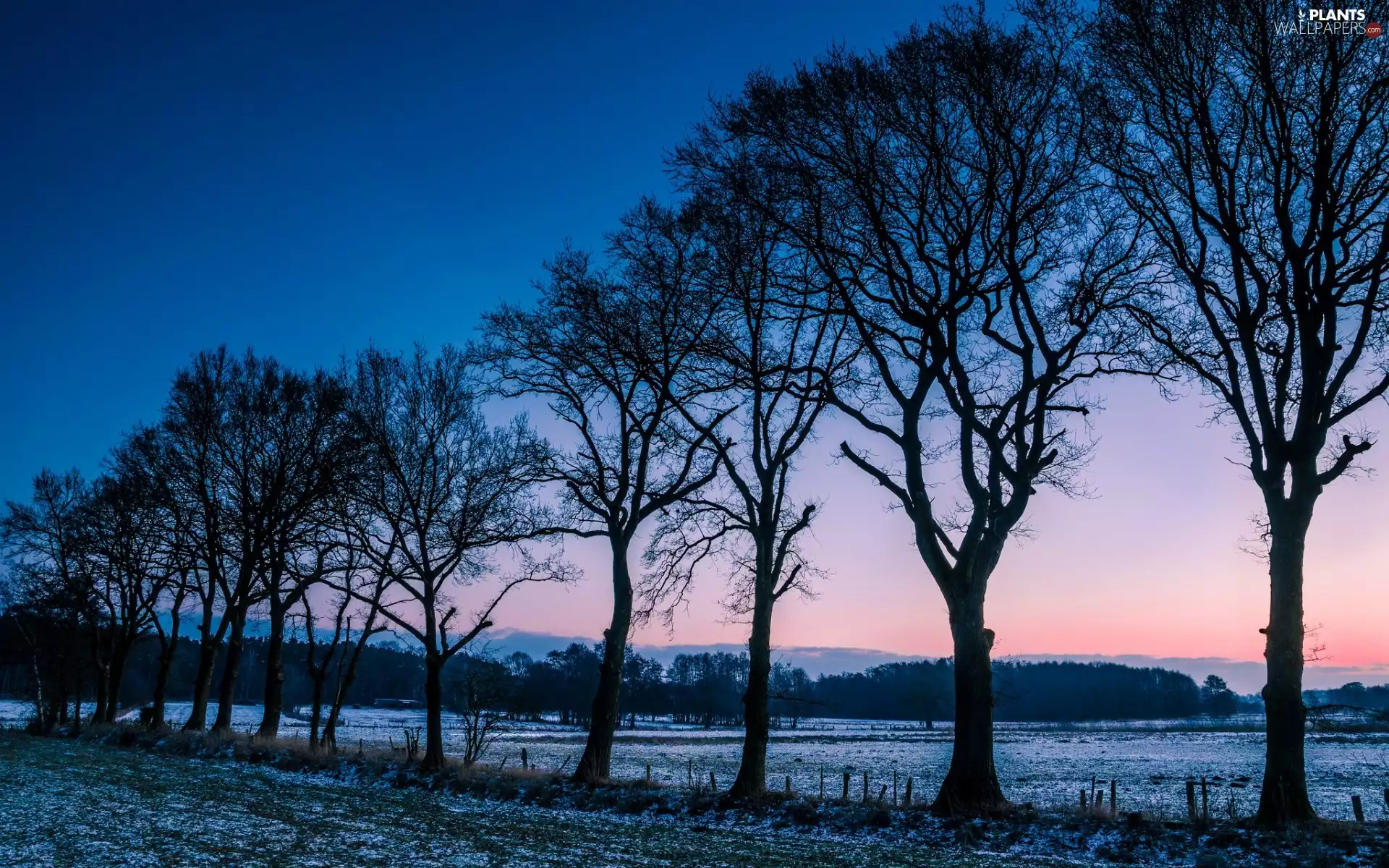 viewes, Meadow, trees