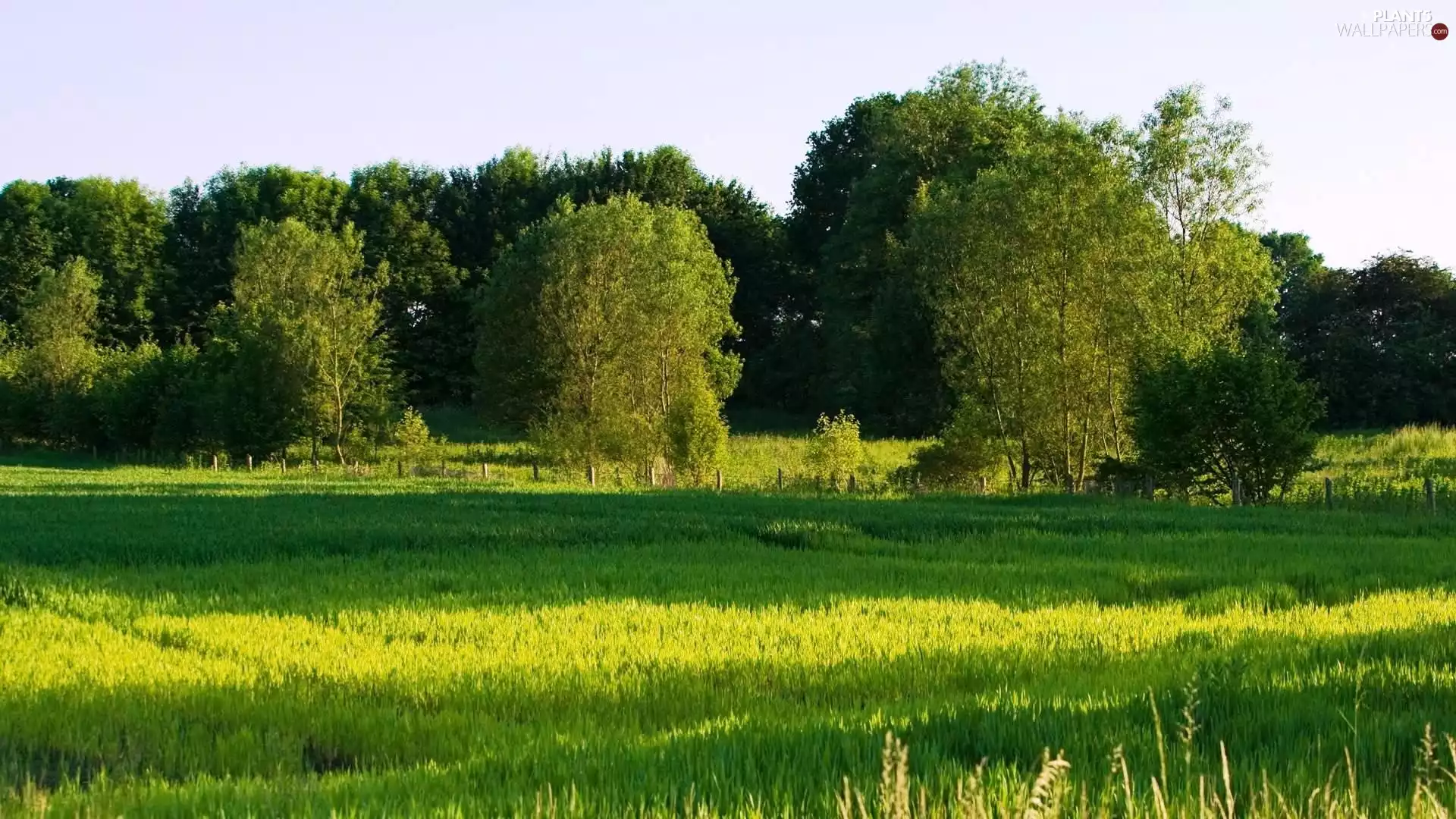 viewes, Meadow, trees