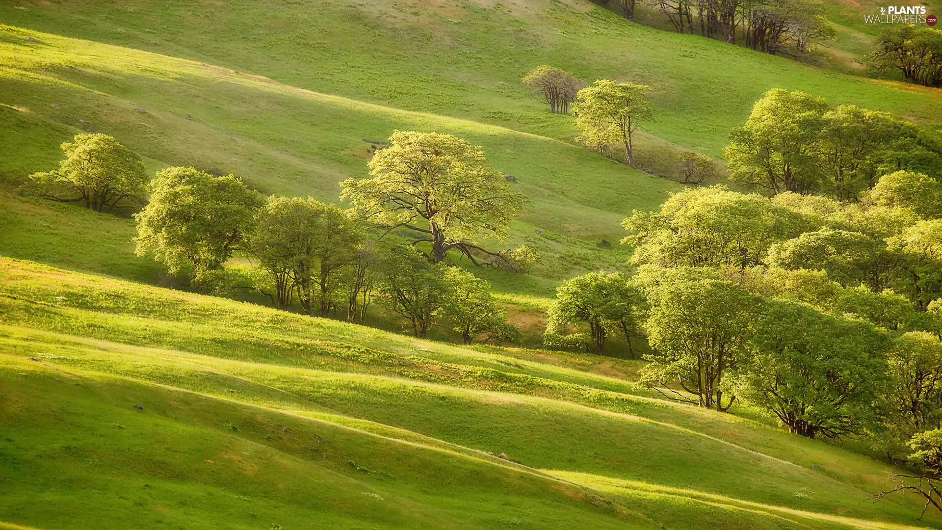 viewes, Meadow, trees