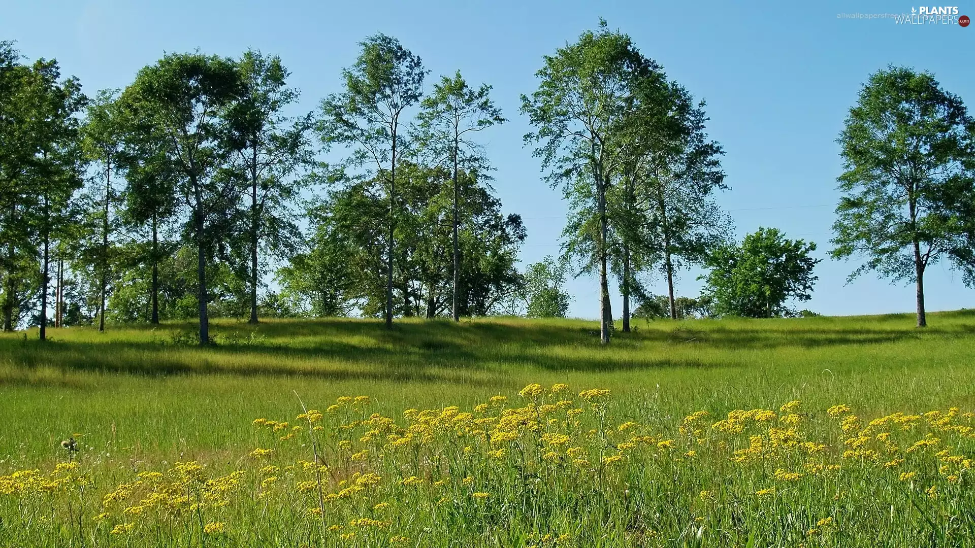 viewes, Meadow, trees