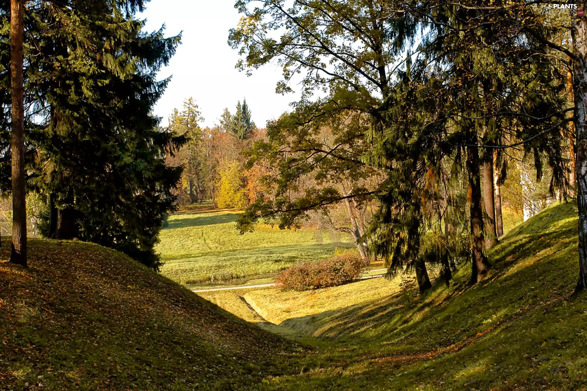 viewes, Meadow, trees