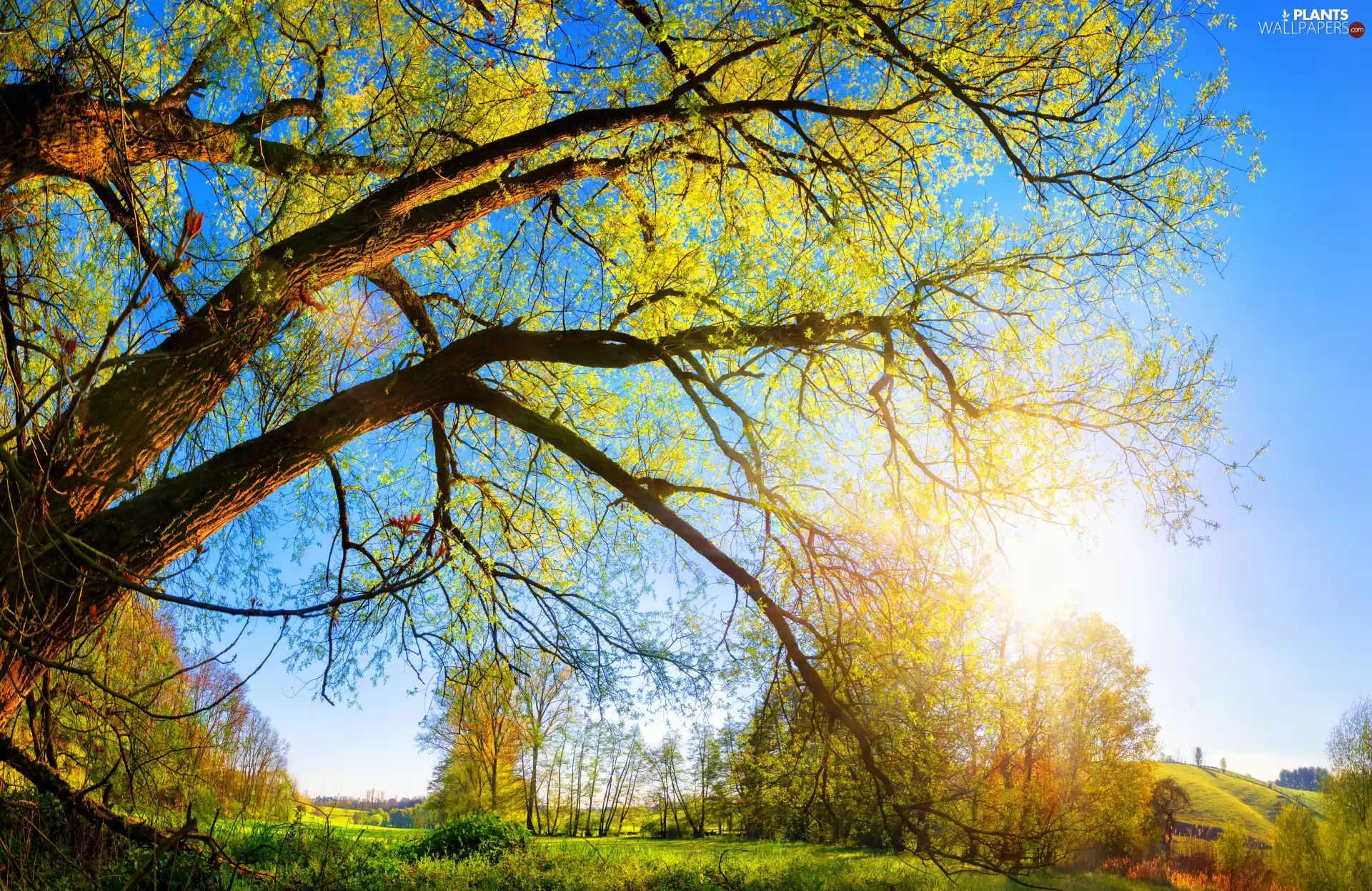 trees, sun, Meadow, viewes