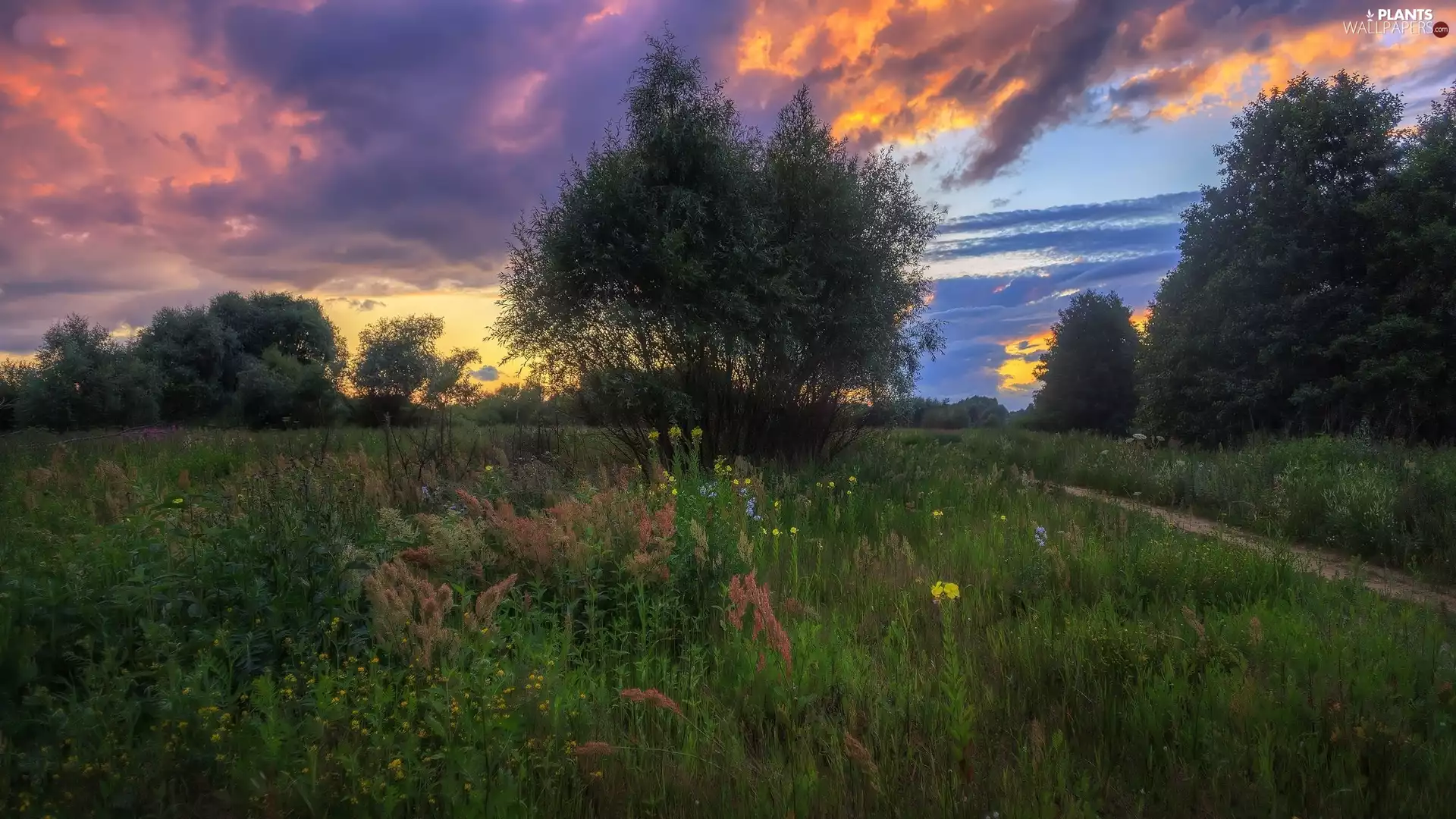 trees, Way, Meadow, viewes