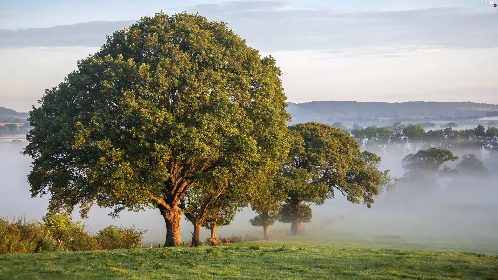 trees, Fog, medows, viewes