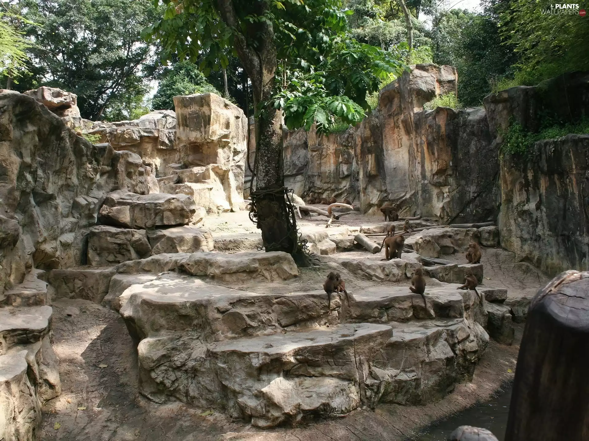 trees, rocks, monkey, viewes