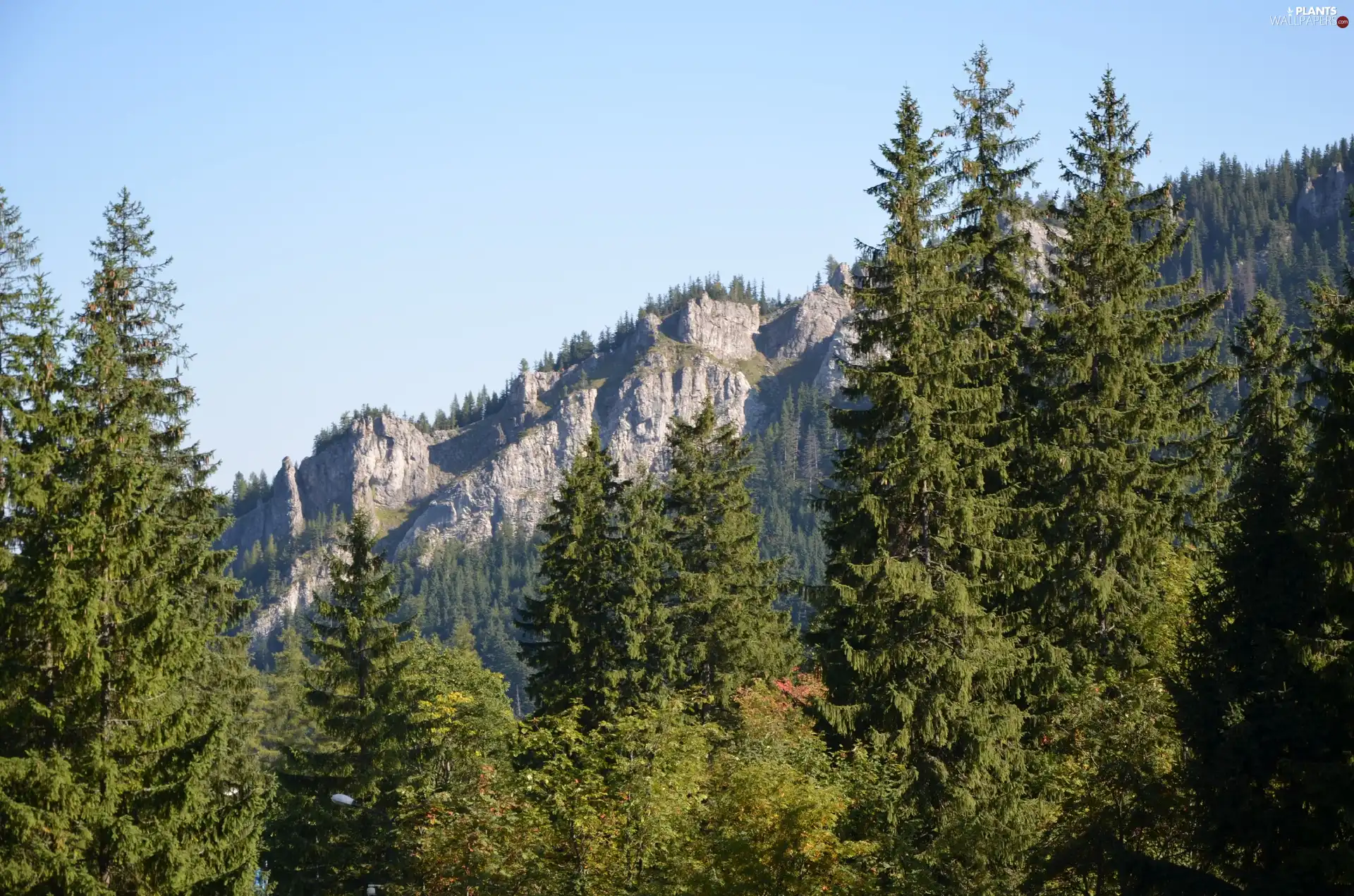 viewes, Mountains, trees