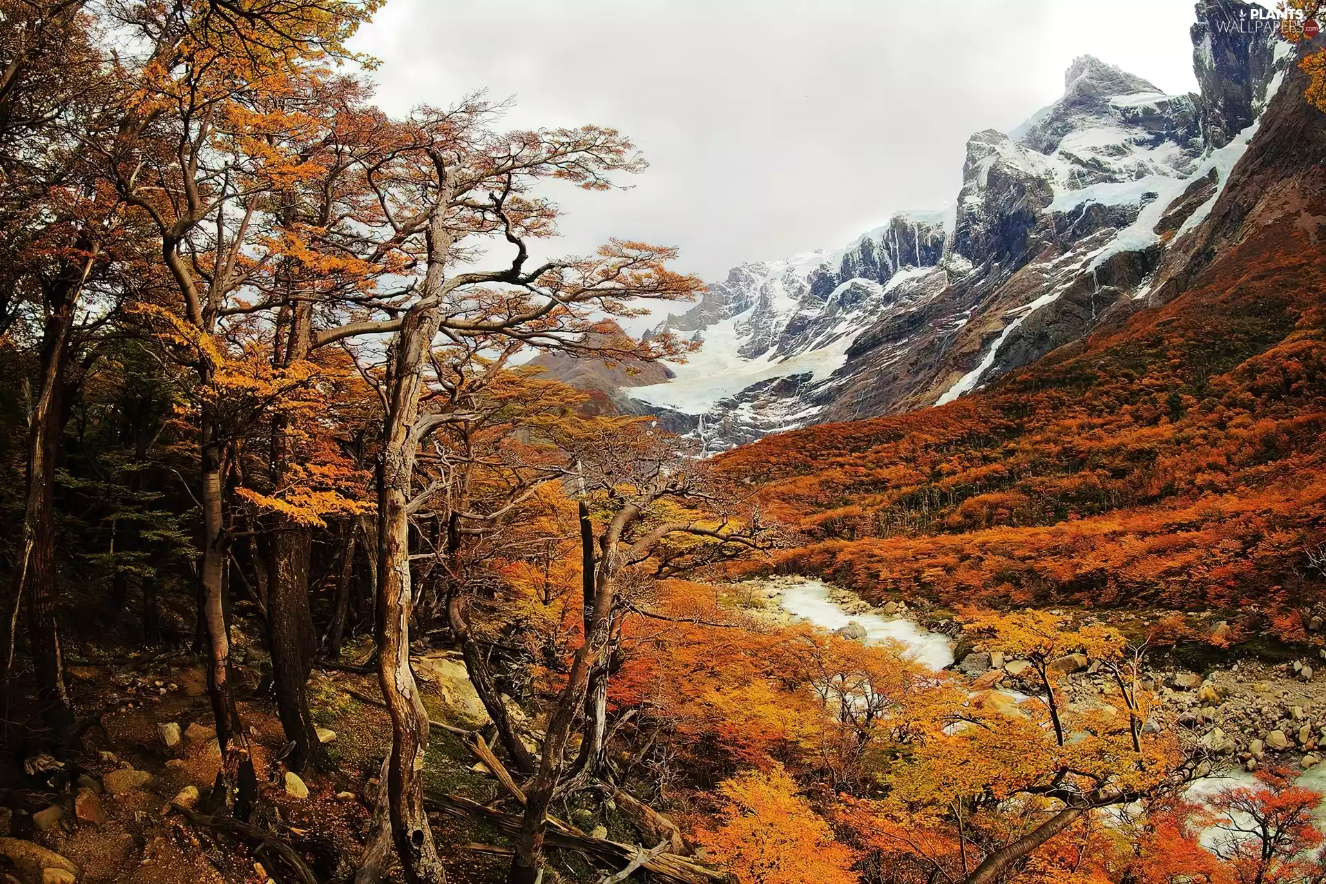 viewes, Mountains, trees