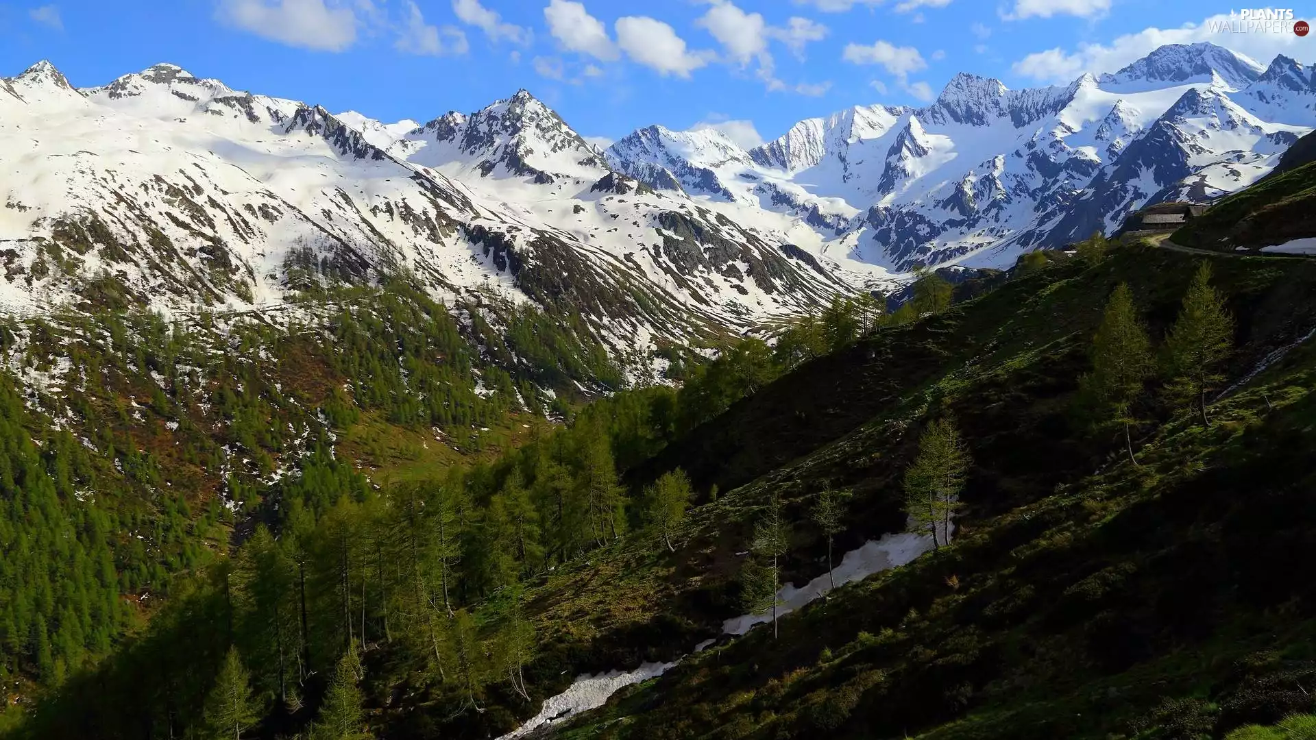 peaks, Mountains, trees, viewes, green ones, Snowy
