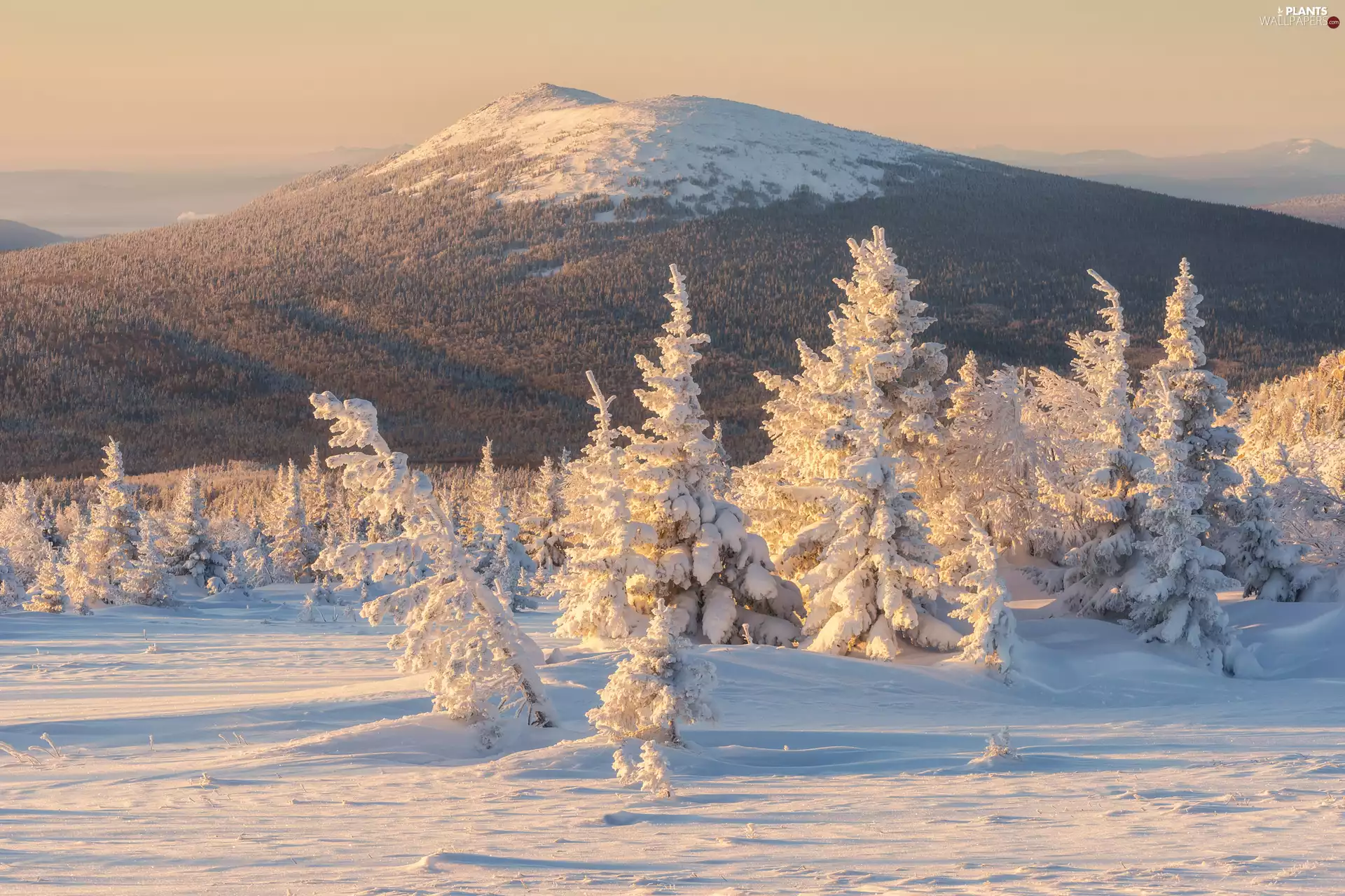 mountains, Mountains, trees, The wooded, winter, snowy, viewes