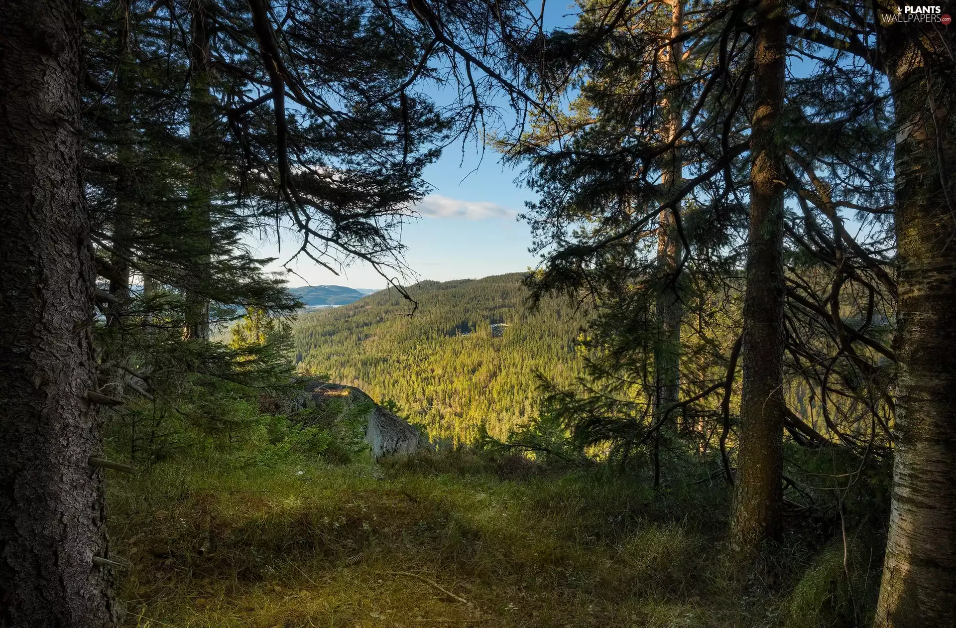 trees, woods, Mountains, viewes