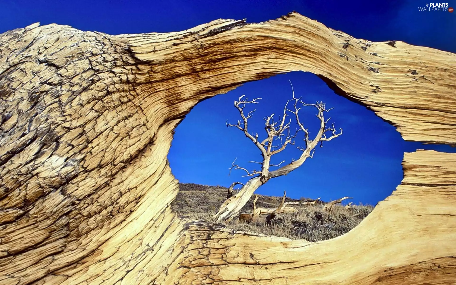 national, Nevada, trees, viewes, dried up, Park