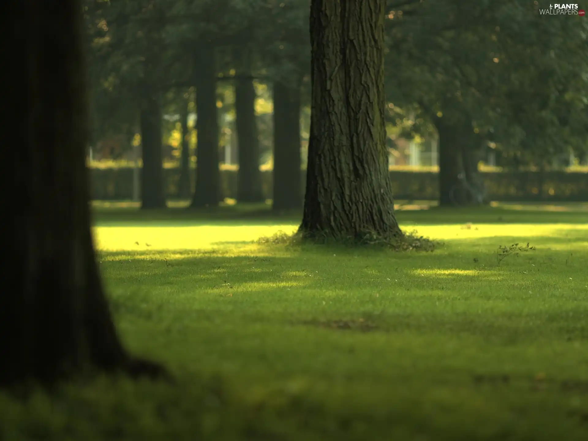 viewes, Park, trees