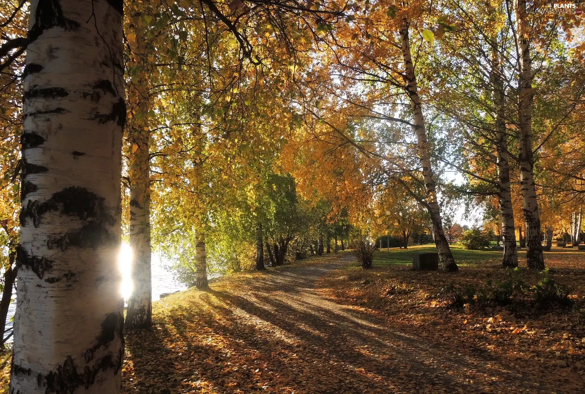 trees, birch, Path, viewes