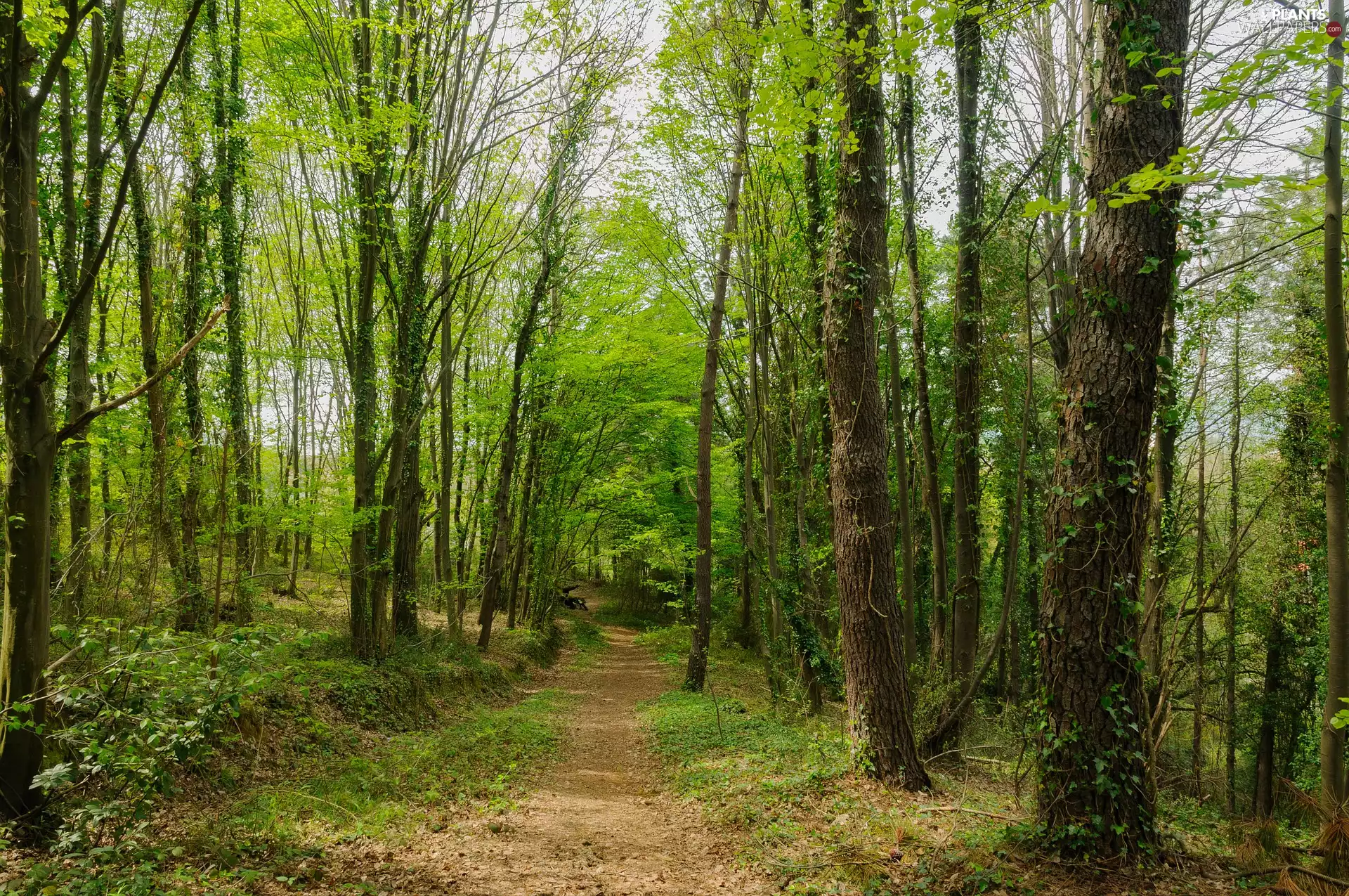 trees, forest, Path, viewes