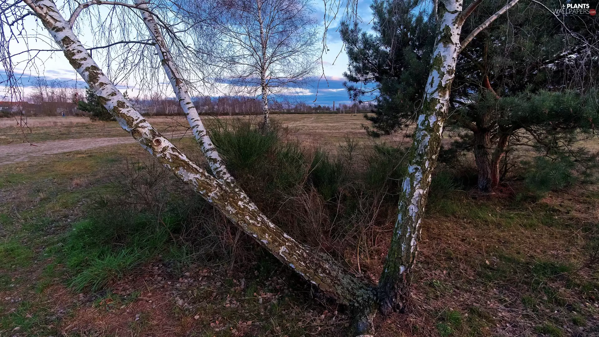 trees, birch, pine, viewes