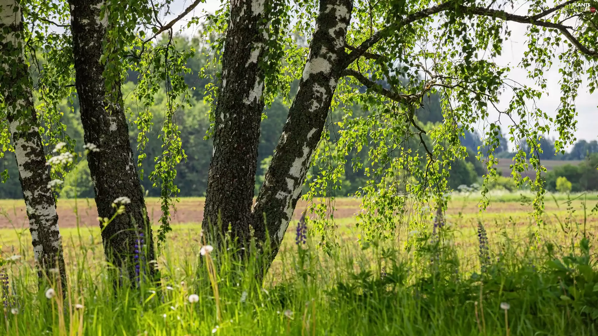 trees, birch, Plants, viewes