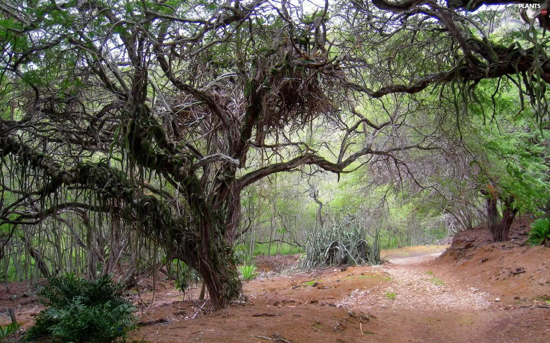trees, Path, Plants, viewes