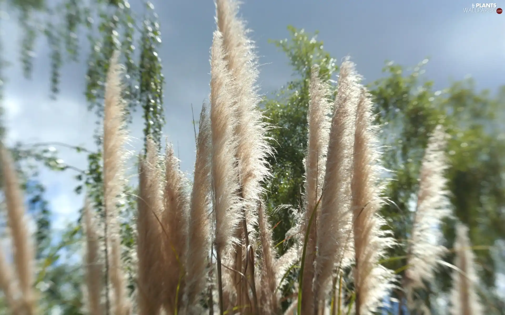 viewes, Plants, trees