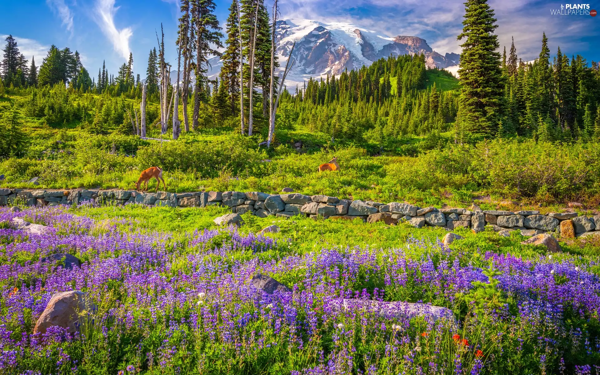 Flowers, Mountains, trees, Washington State, viewes, Mount Rainier National Park, Stratovolcano Mount Rainier, The United States, deer, Meadow