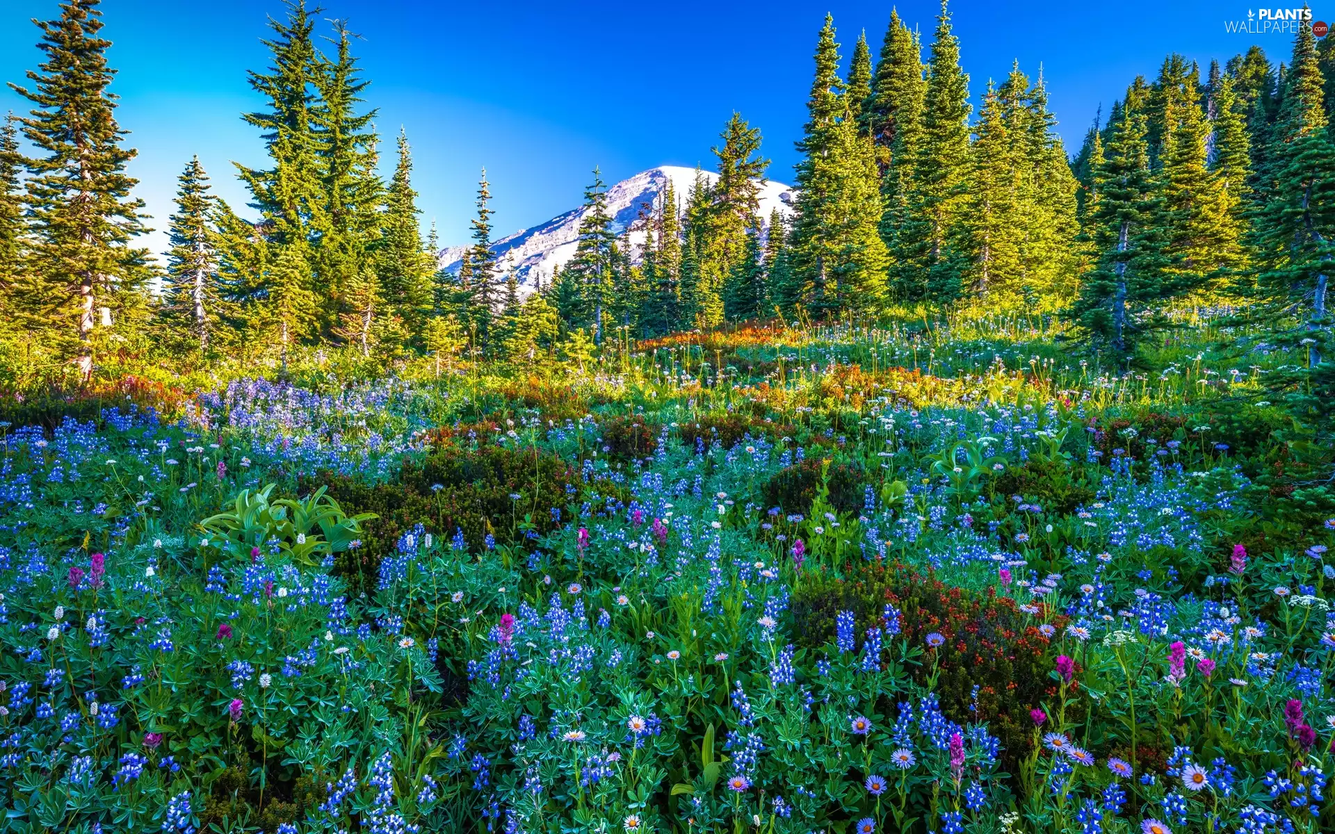 Meadow, Mountains, trees, Washington State, viewes, Mount Rainier National Park, Stratovolcano Mount Rainier, The United States, Flowers, Spruces