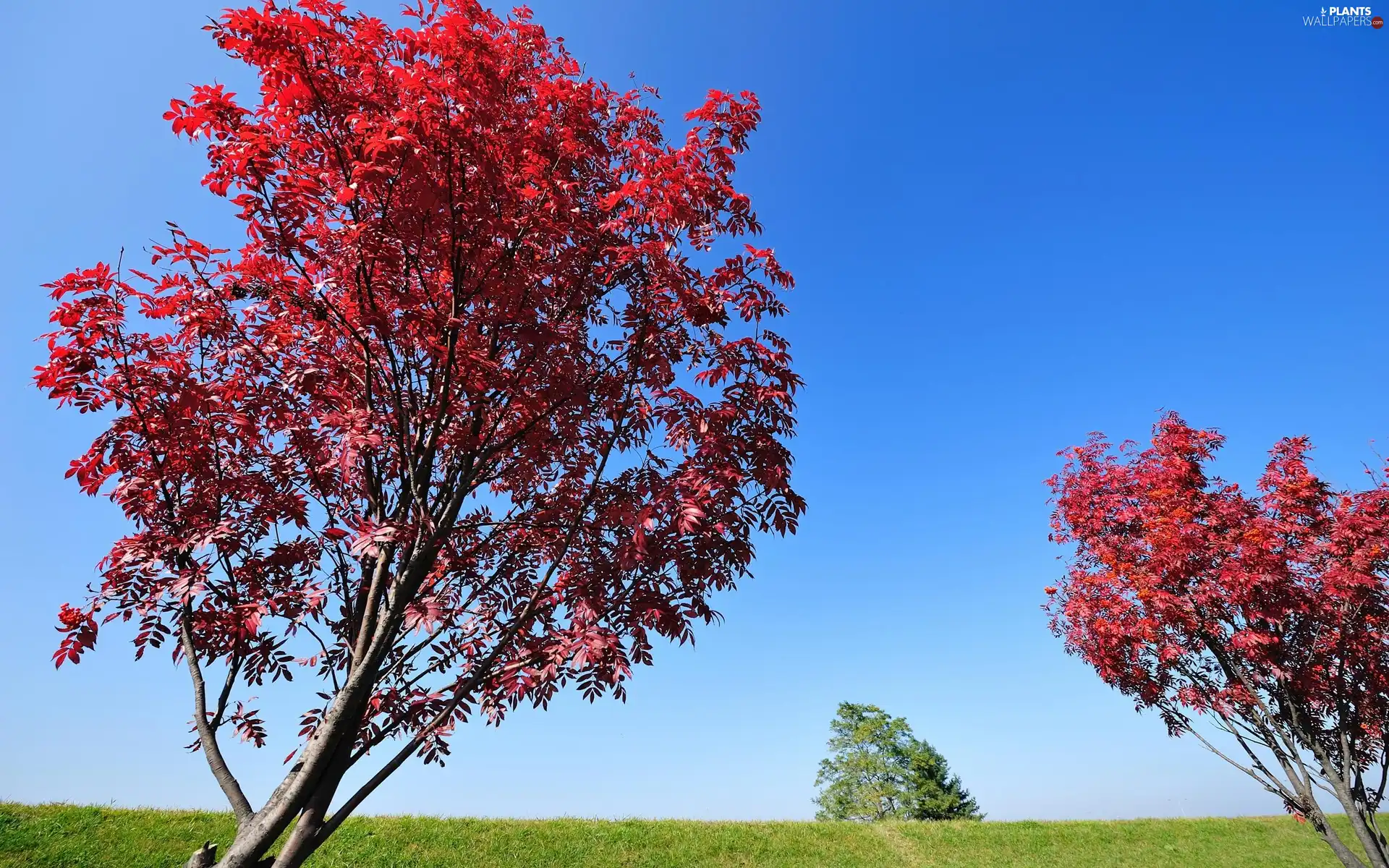 viewes, Red, trees