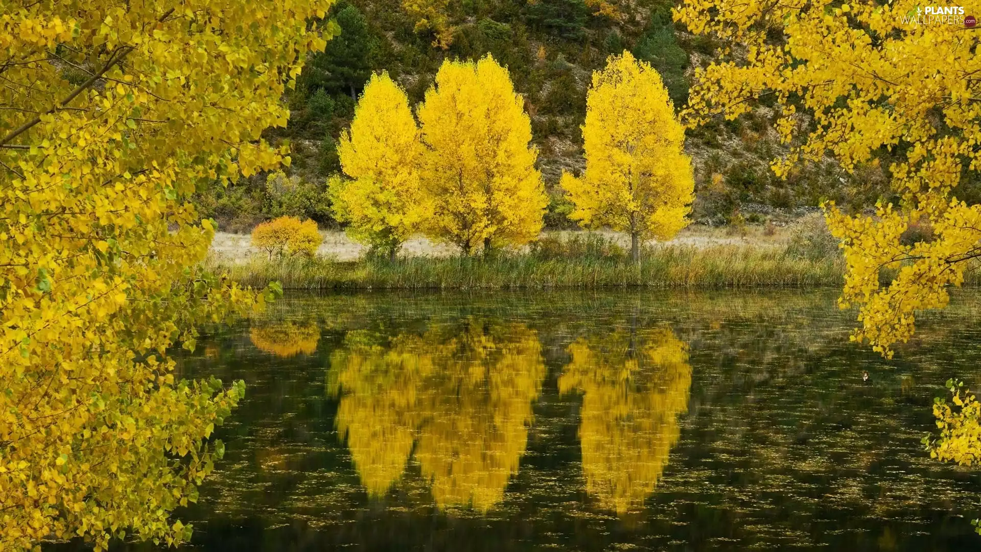 trees, lake, reflection, viewes