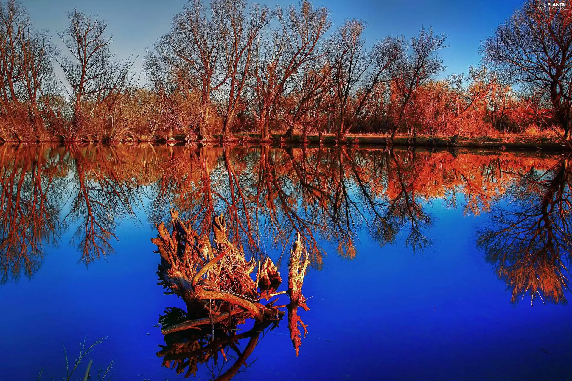 trees, lake, reflection, viewes