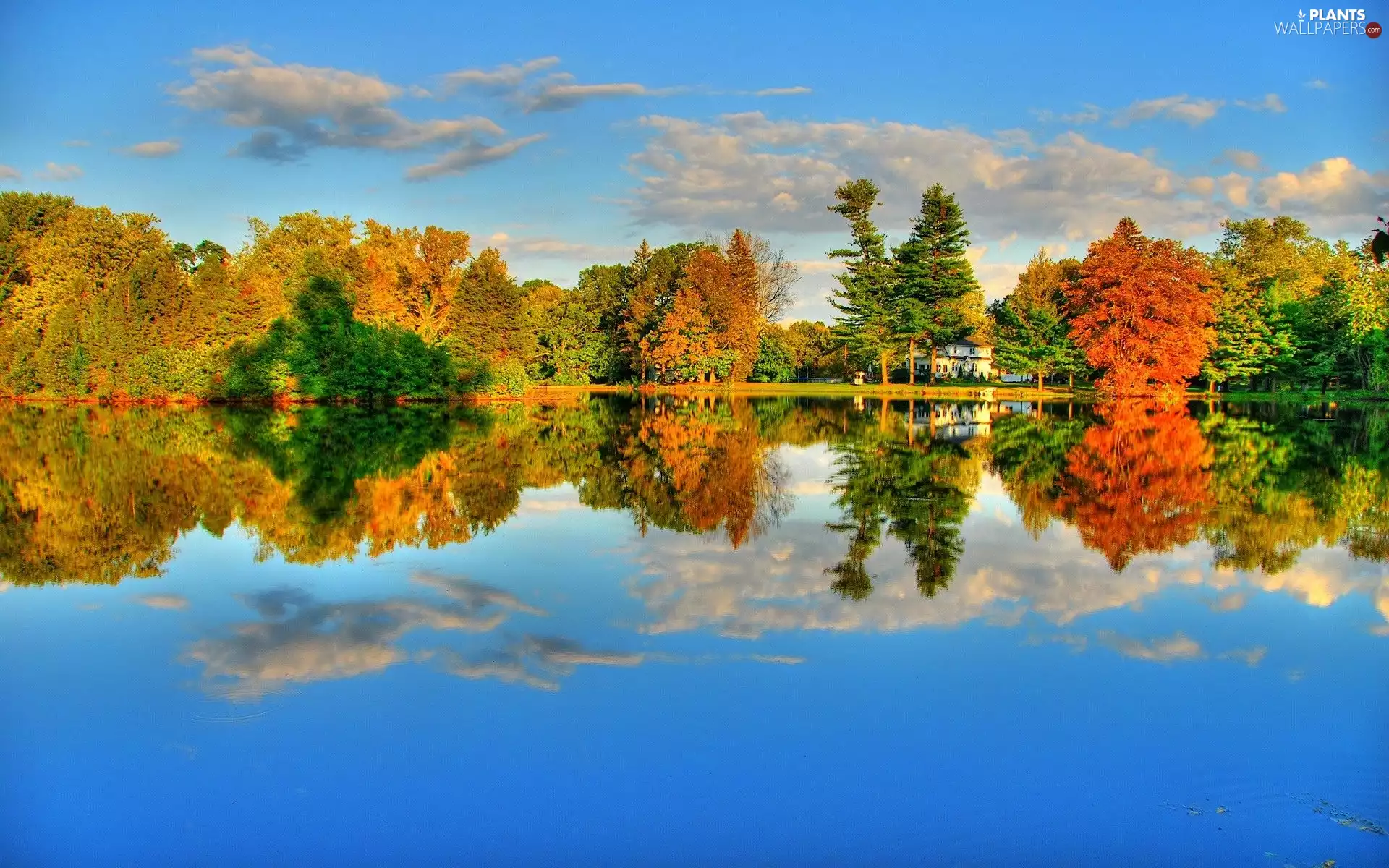 trees, lake, reflection, viewes