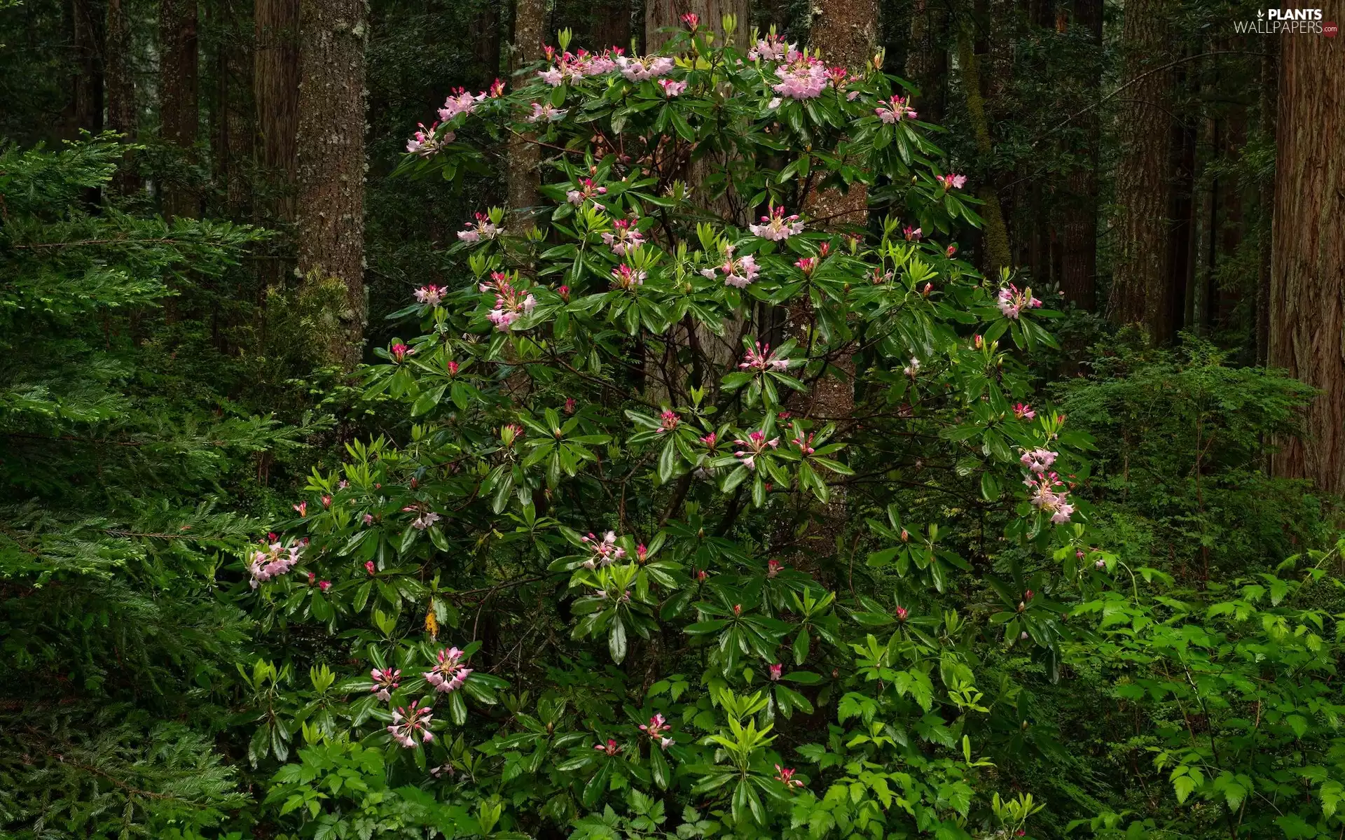 trees, Bush, rhododendron, viewes