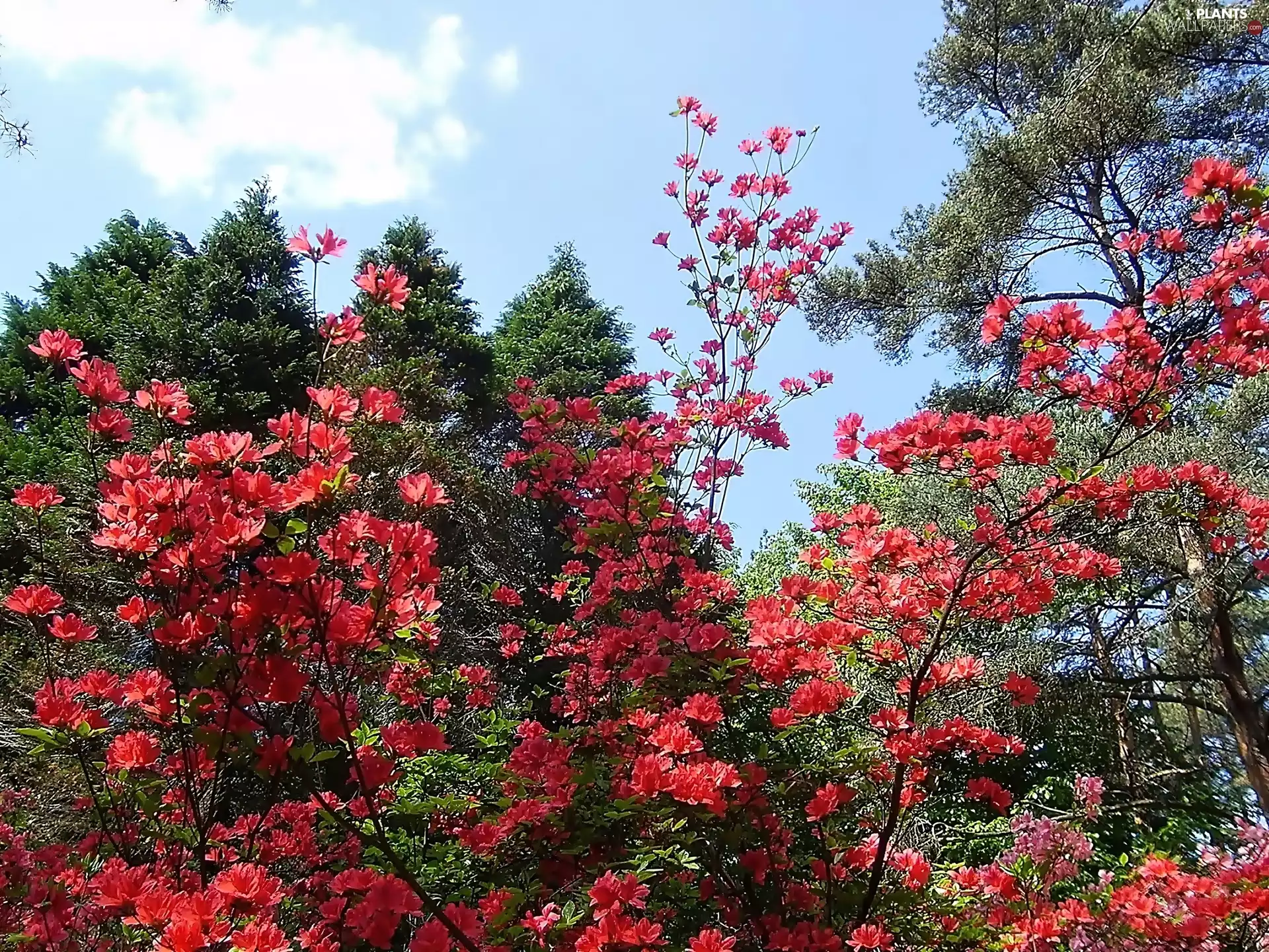 trees, Red, rhododendron, viewes