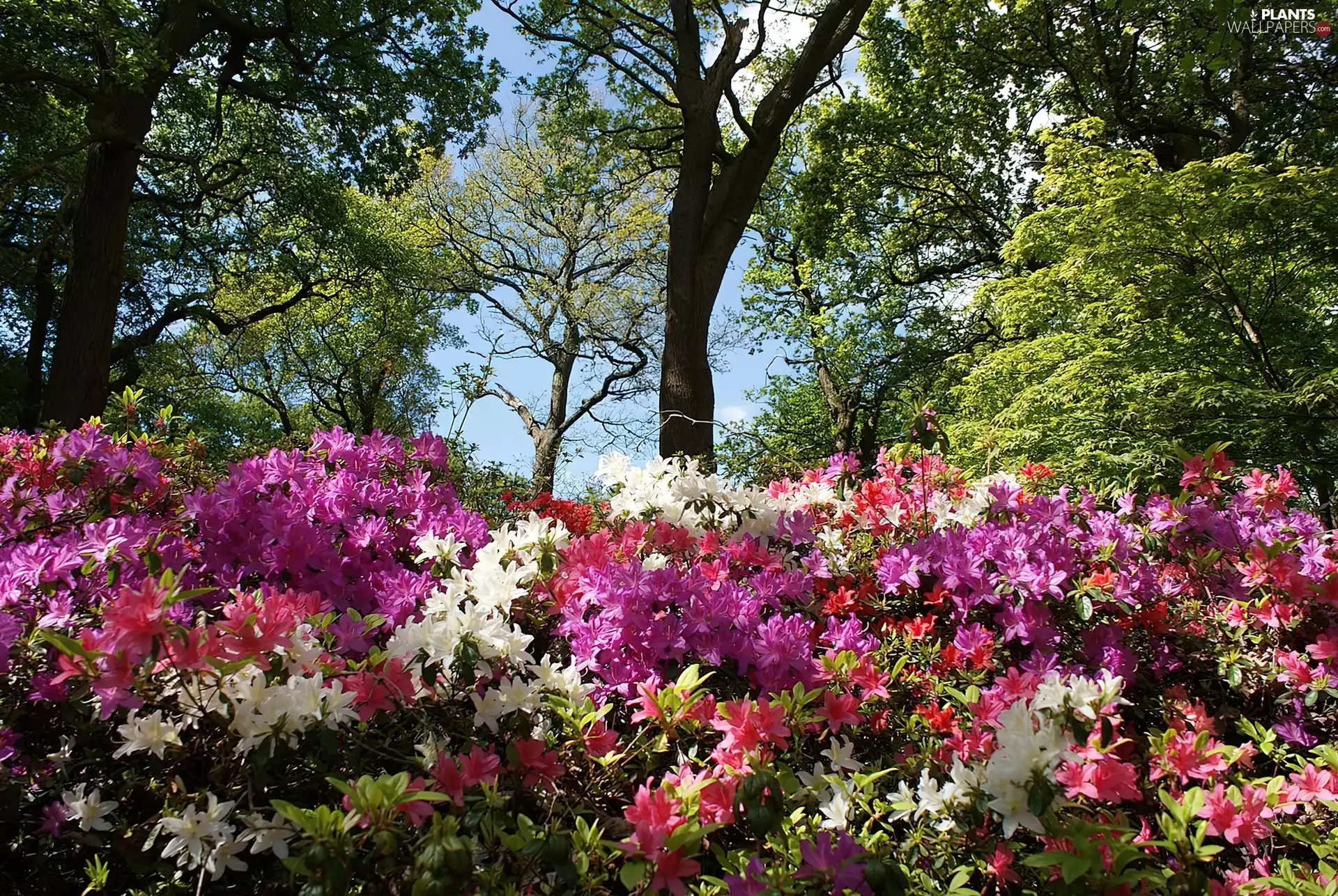 viewes, Rhododendron, trees