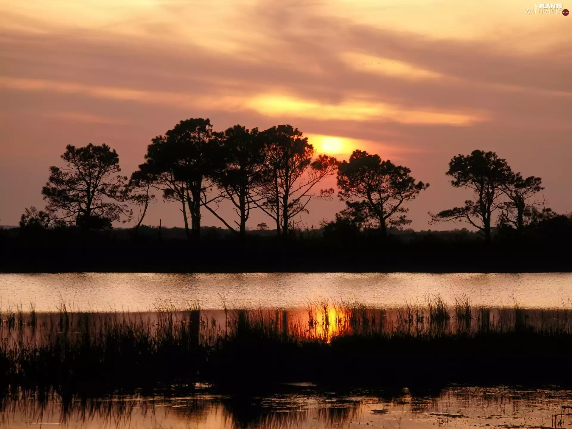 viewes, River, trees