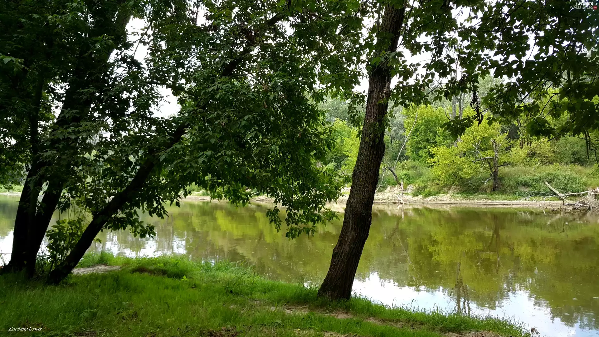 viewes, River, trees