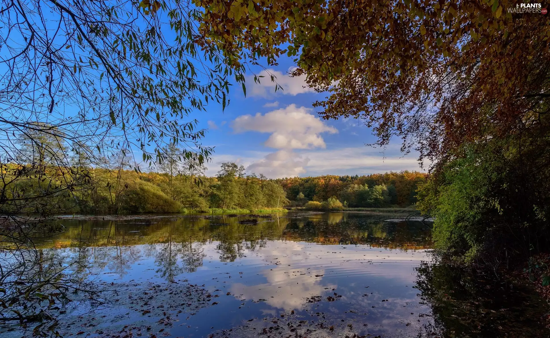 viewes, River, trees