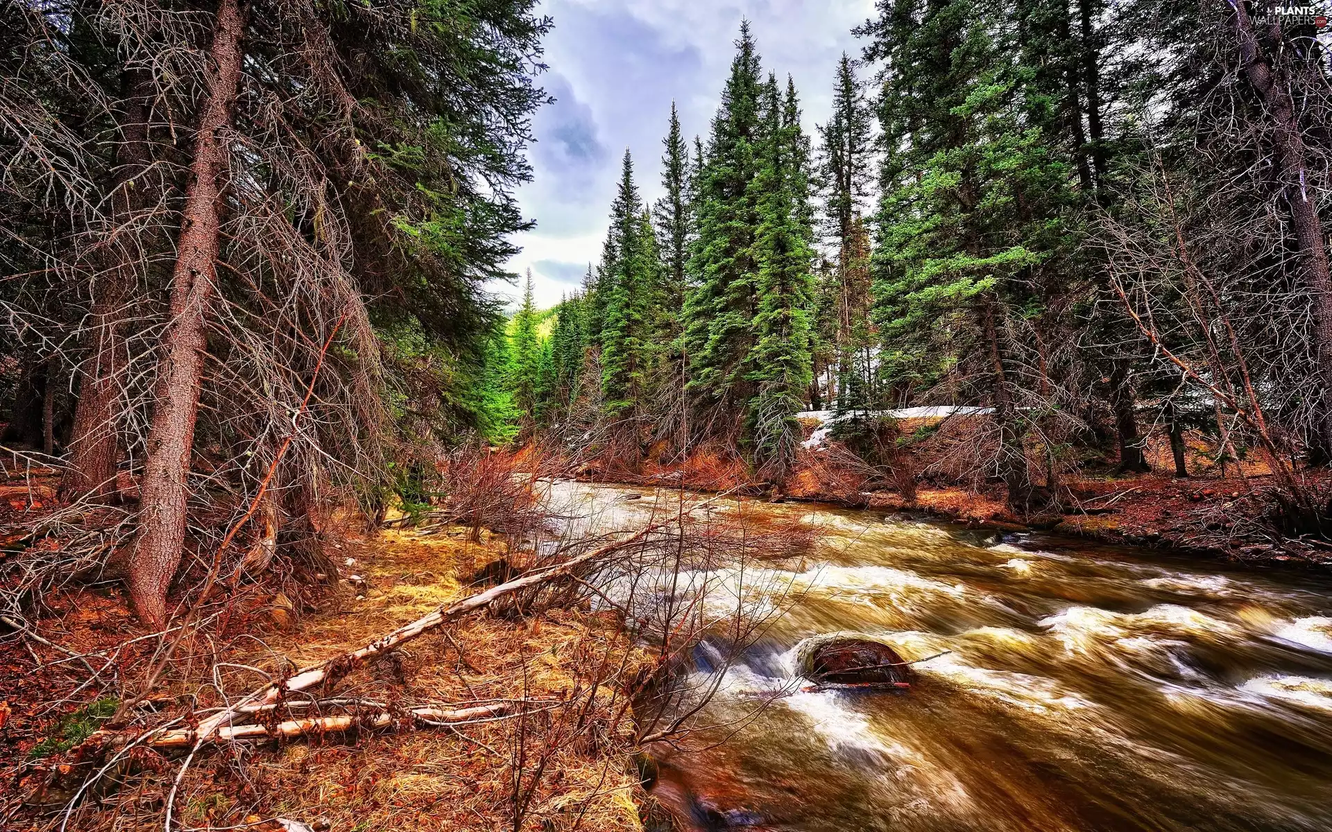viewes, River, trees