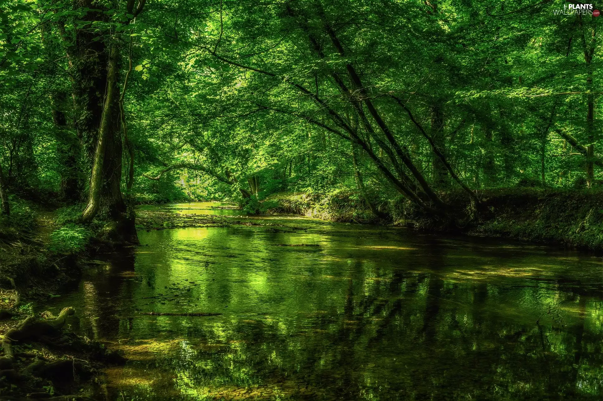trees, forest, River, viewes