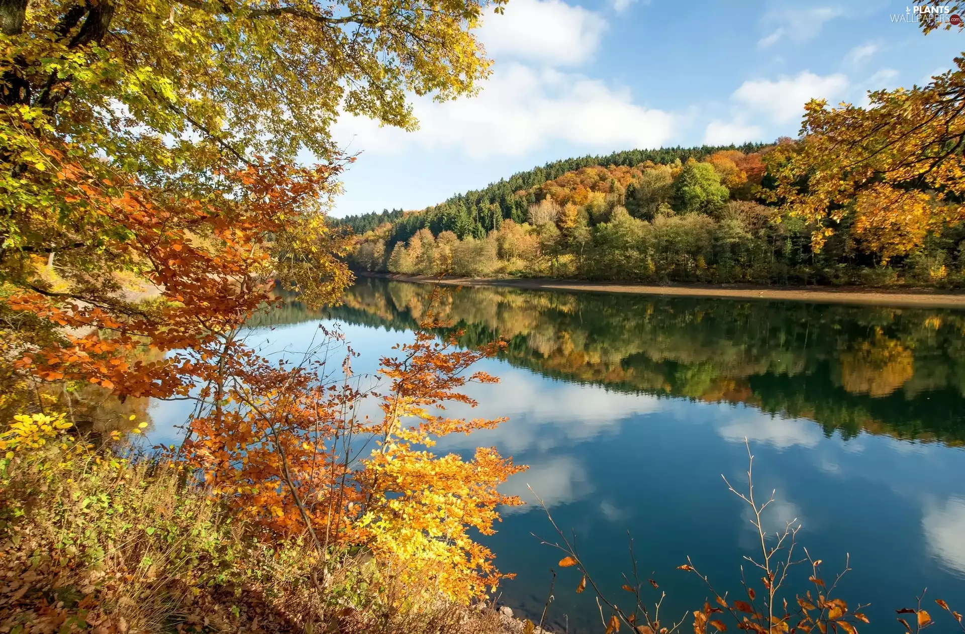 forest, River, trees, viewes, autumn, The Hills