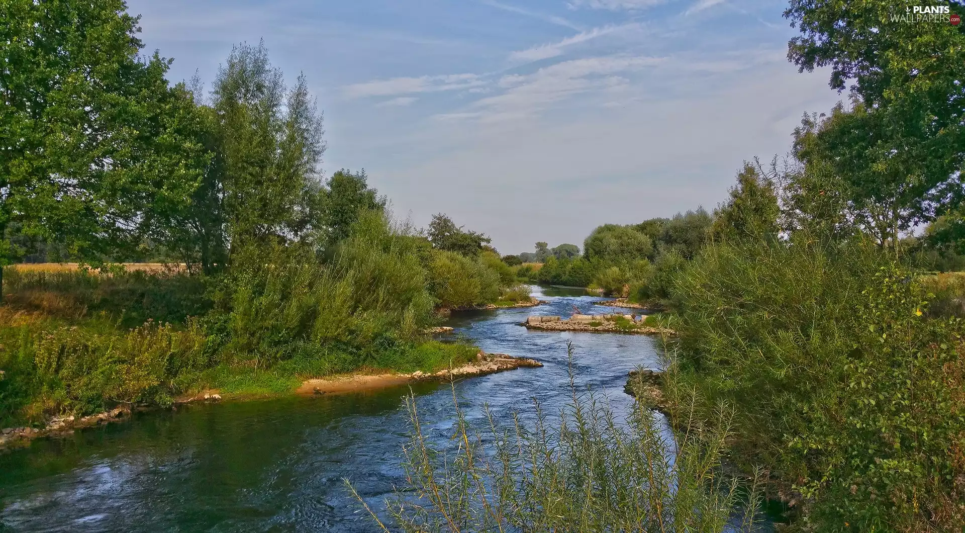 trees, VEGETATION, River, viewes