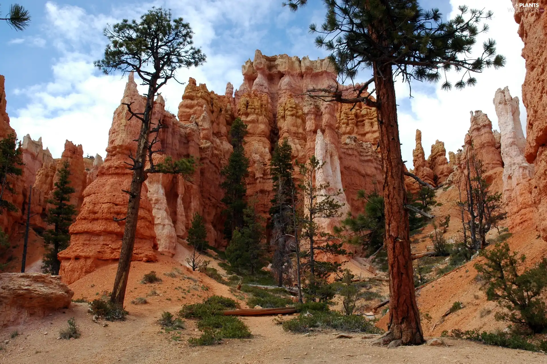 viewes, rocks, trees