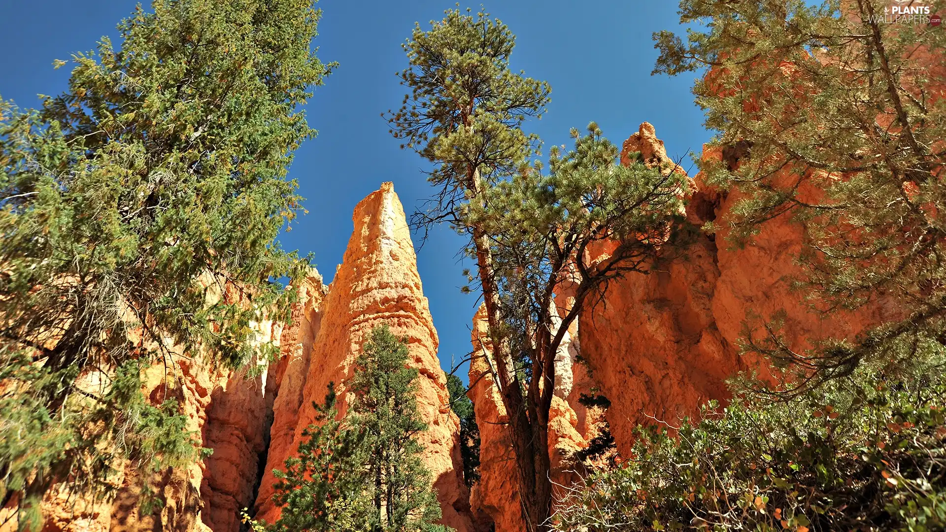 viewes, rocks, trees