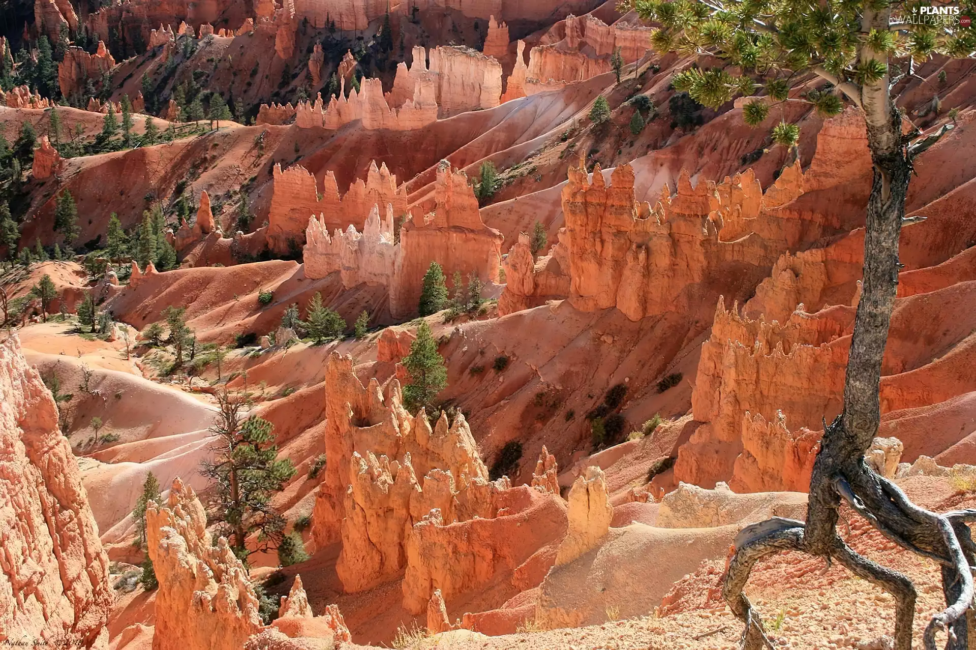 viewes, rocks, trees