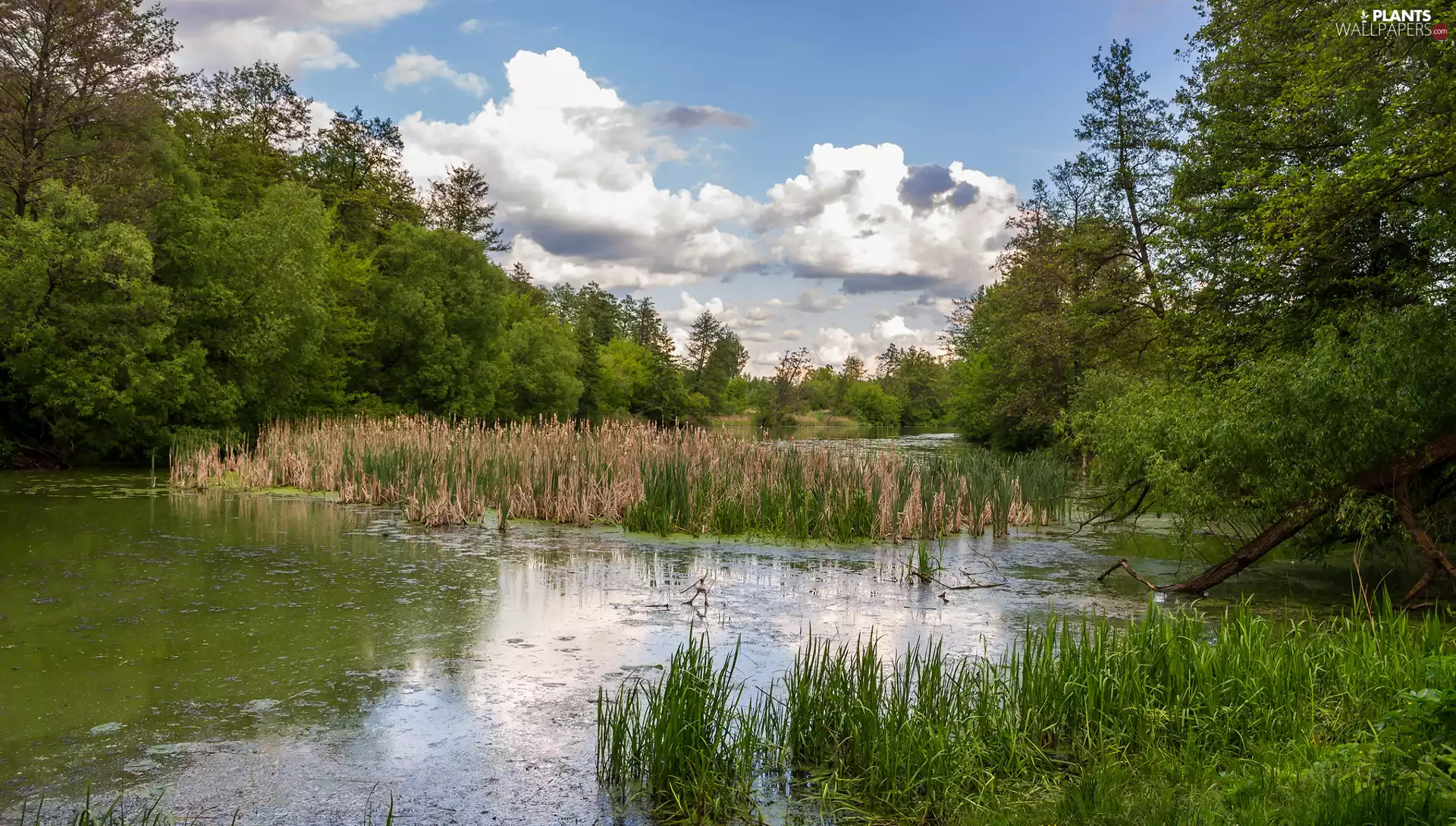 Pond - car, rushes, viewes, grass, trees