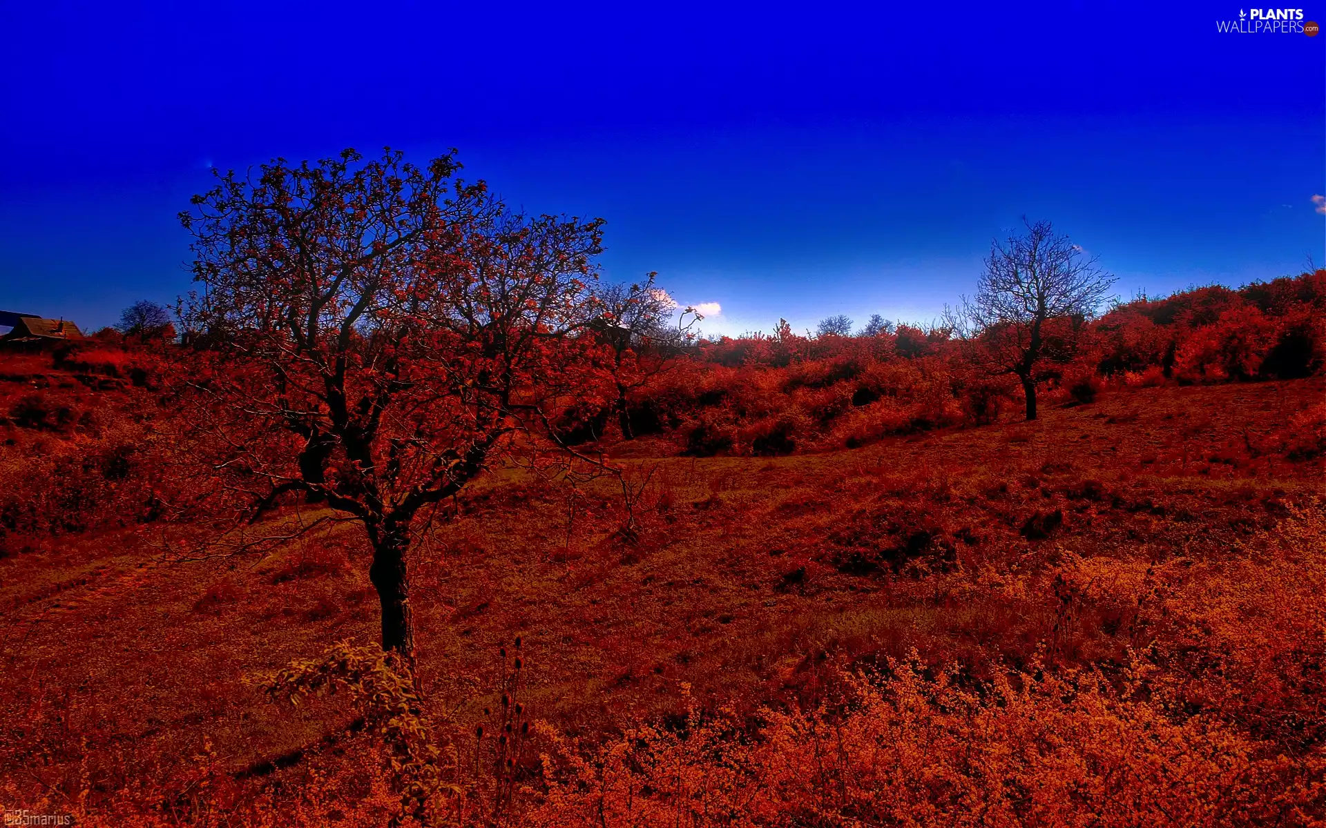 trees, Bush, Sky, viewes